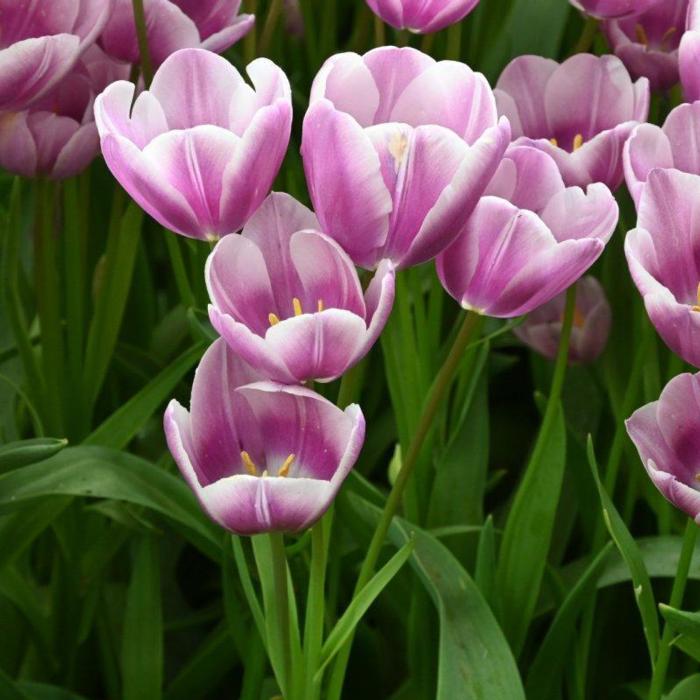 Tulipa 'Purple Elegance' plant