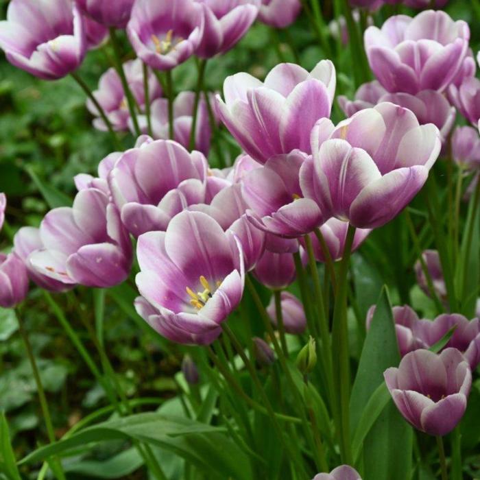 Tulipa 'Purple Elegance' plant