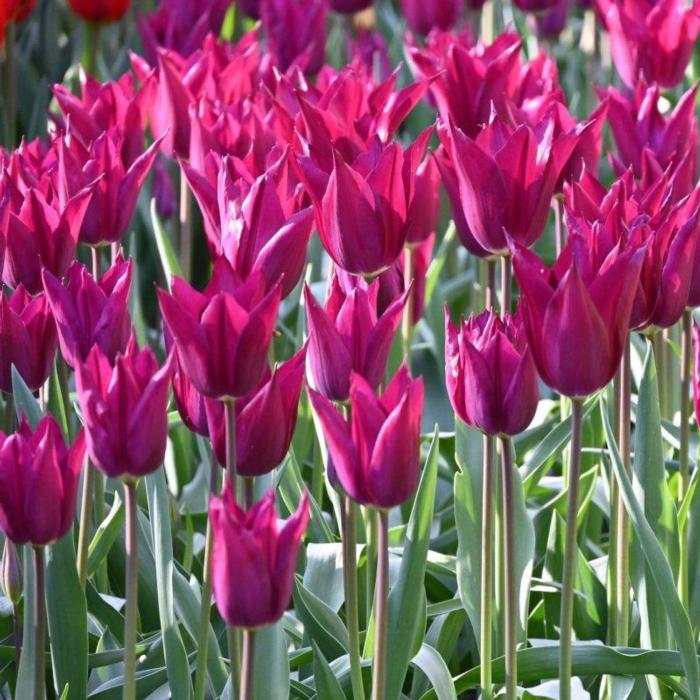 Tulipa 'Purple Heart' plant