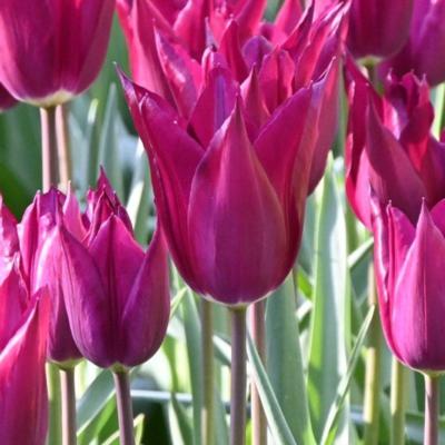 tulipa-purple-heart