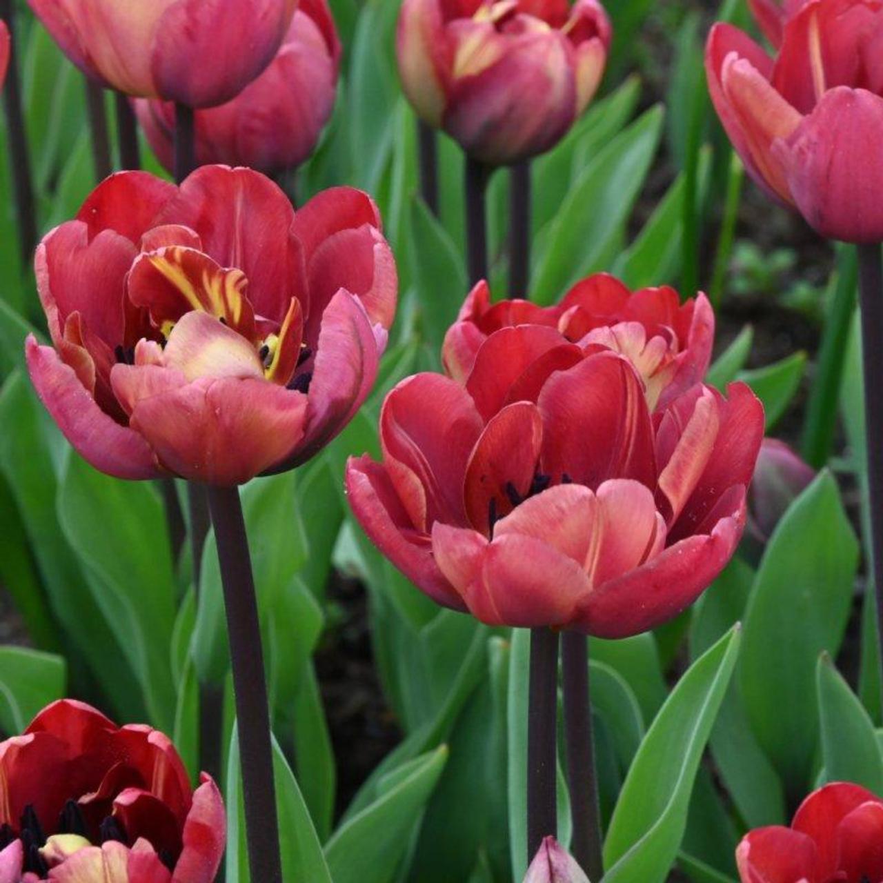 Tulipa 'Ridgedale' plant