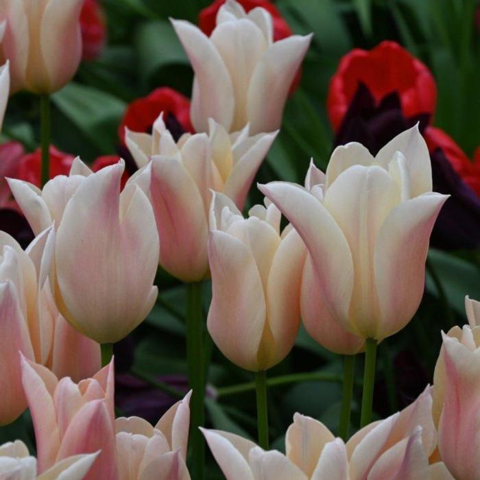 Tulipa 'Sanne' plant