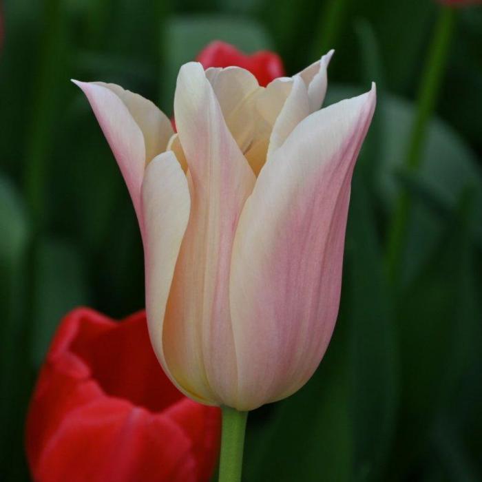 Tulipa 'Sanne' plant