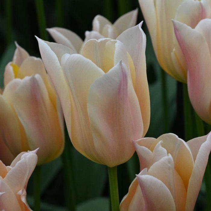 Tulipa 'Sanne' plant