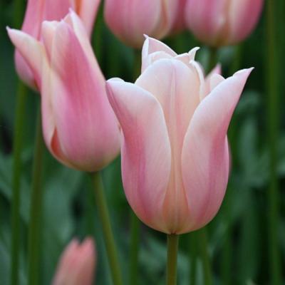 tulipa-sanne