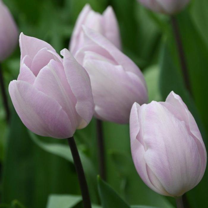 Tulipa 'Silver Cloud' plant