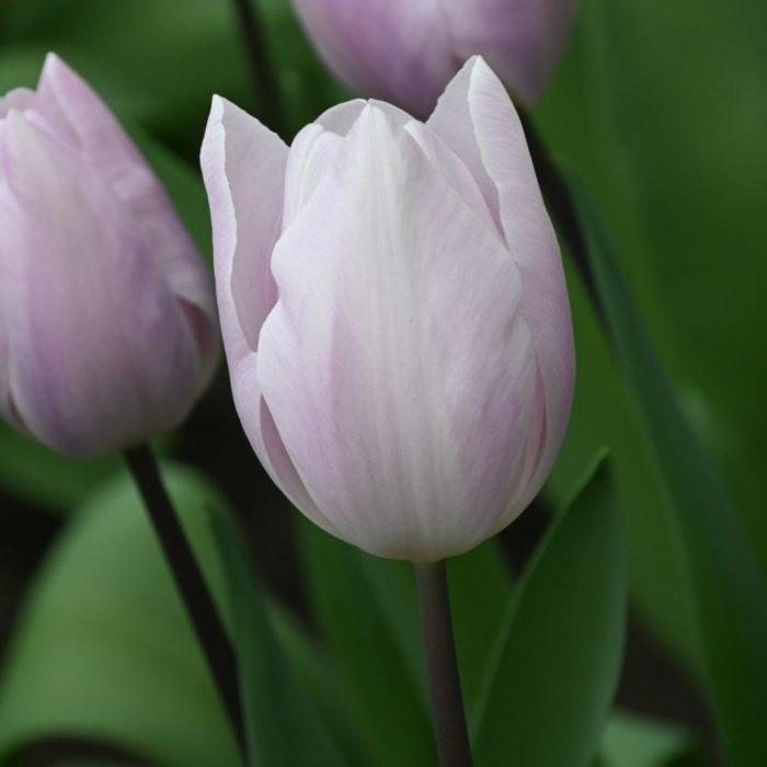 Tulipa 'Silver Cloud' plant