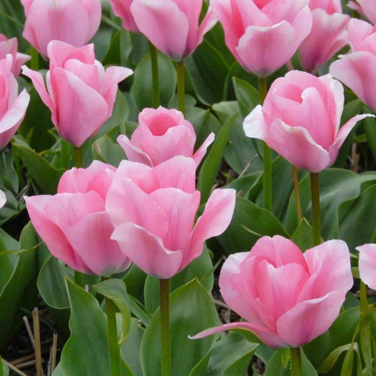 Tulipa 'Sweet Sixteen' plant