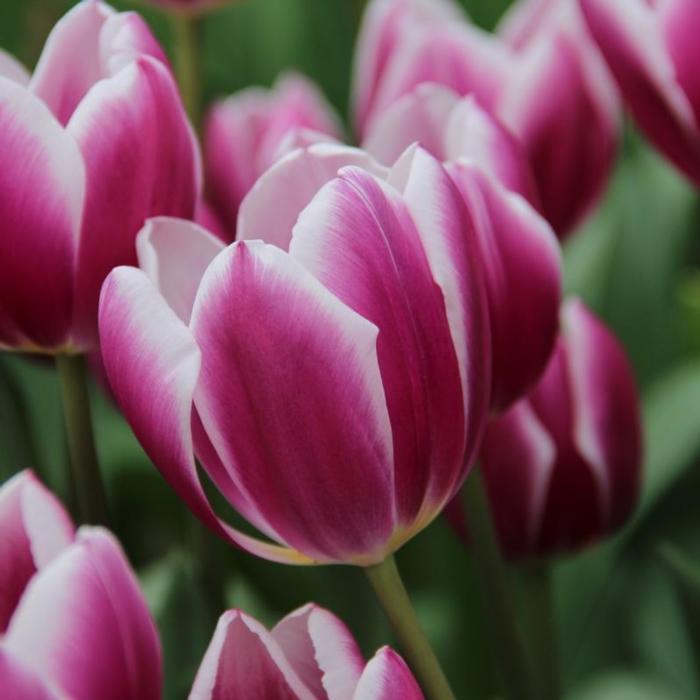 Tulipa 'Synaeda Blue' plant