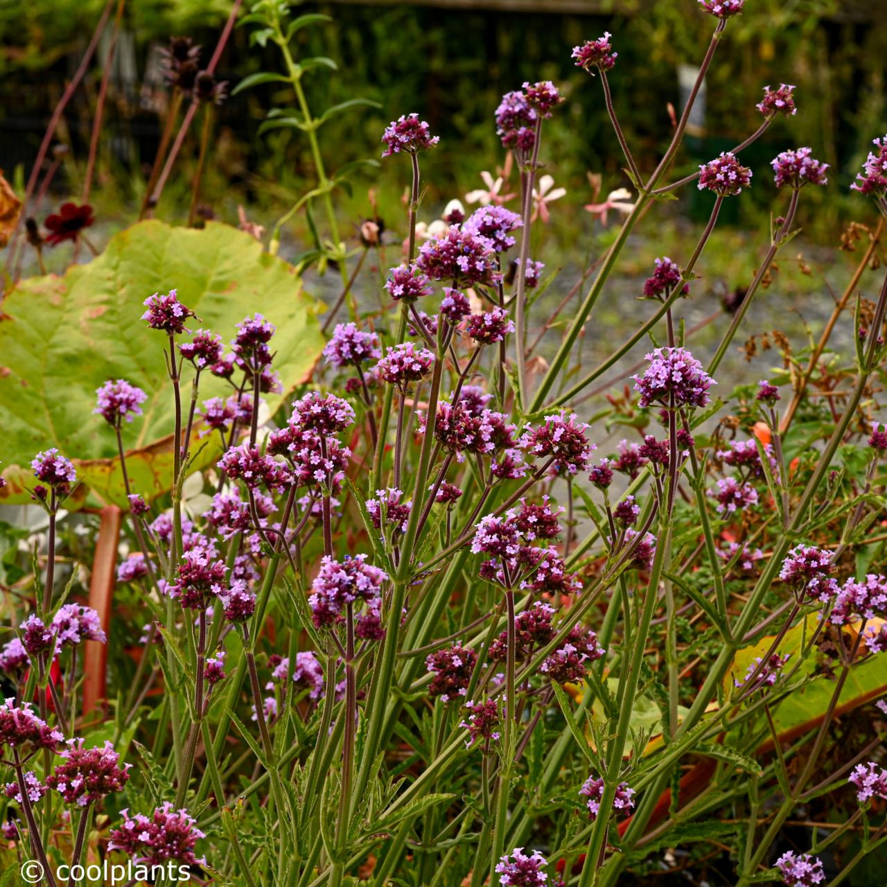 Verbena bonariensis 'Meteor Shower' plant