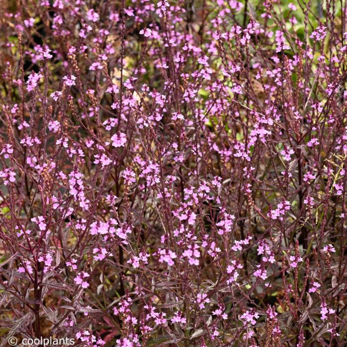 Verbena officinalis var. grandiflora 'Bampton' plant