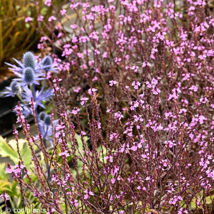 Verbena officinalis var. grandiflora 'Bampton' plant