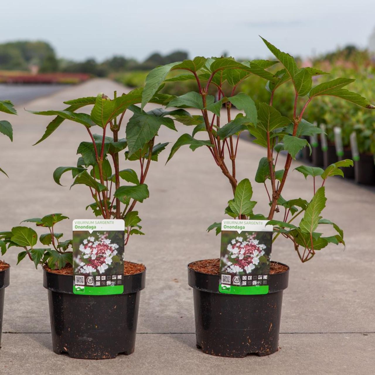 Viburnum sargentii 'Onondaga' plant