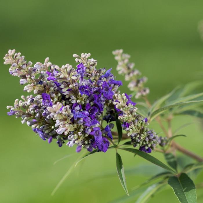 Vitex CHICAGOLAND BLUES plant