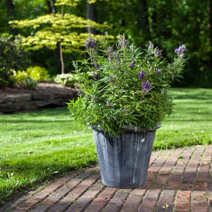 Vitex CHICAGOLAND BLUES plant