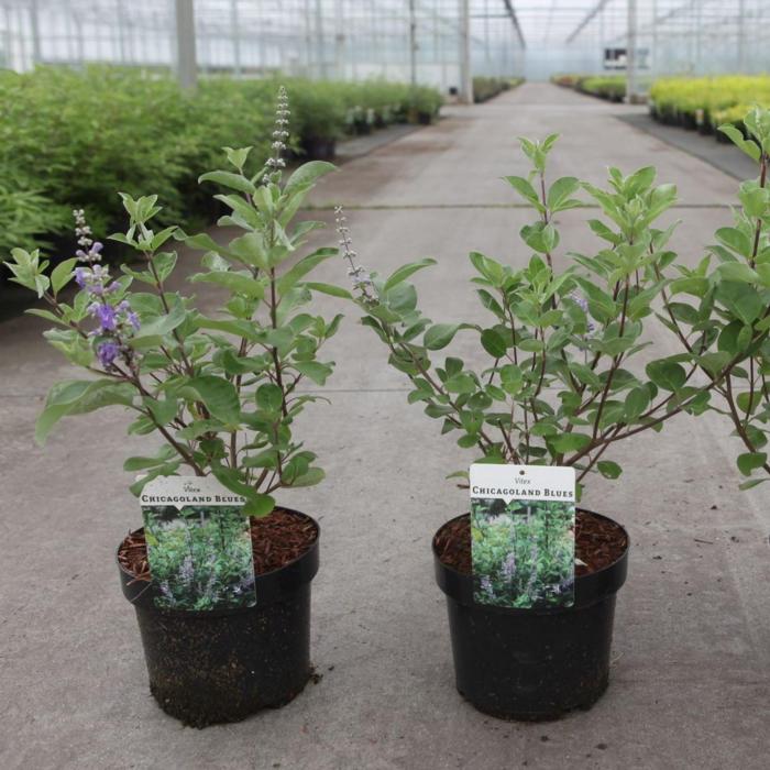 Vitex CHICAGOLAND BLUES plant