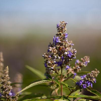 vitex-chicagoland-blues