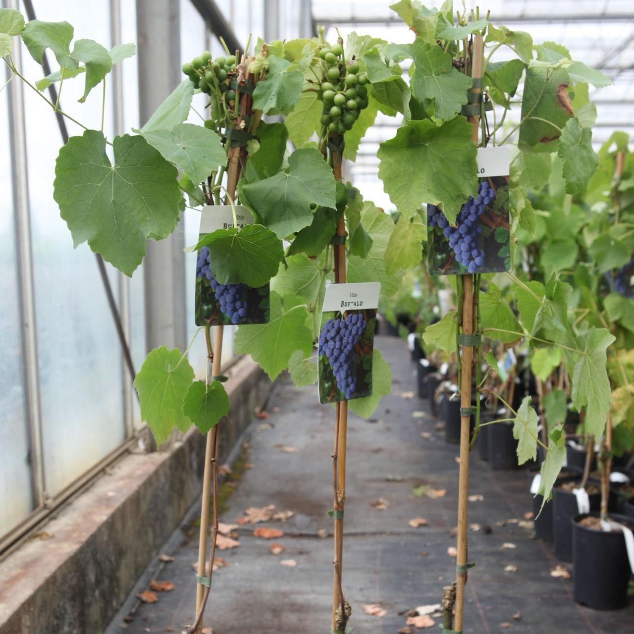 Vitis 'Buffalo' plant