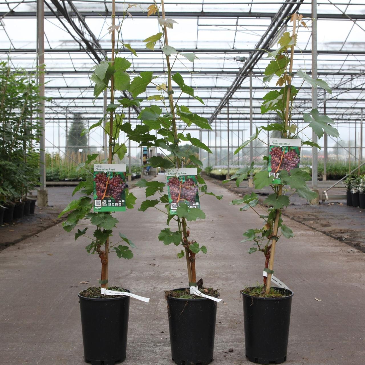 Vitis 'Chasselas Rosé' plant