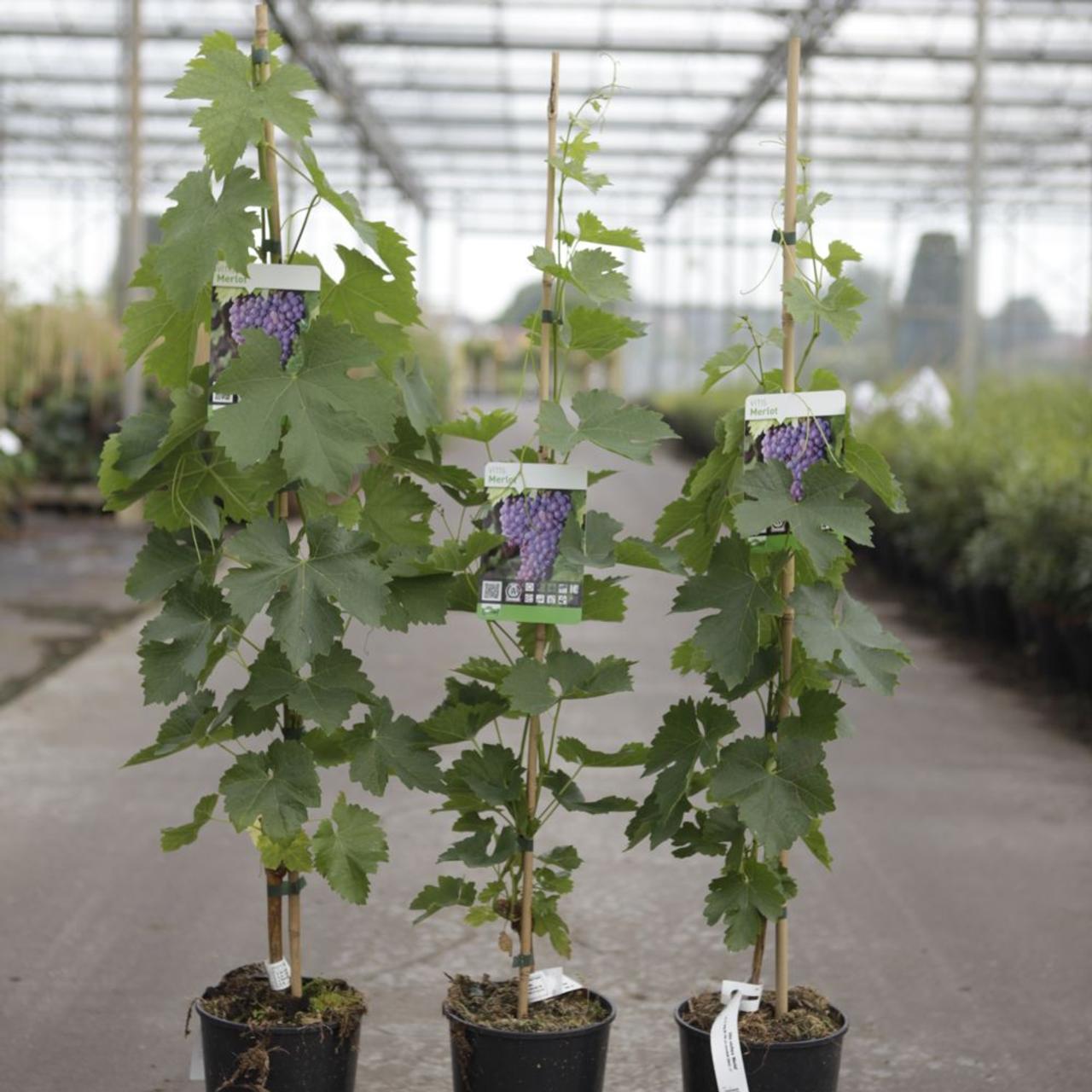 verliezen applaus wenkbrauw Vitis vinifera 'Merlot' - planten kopen bij Coolplants