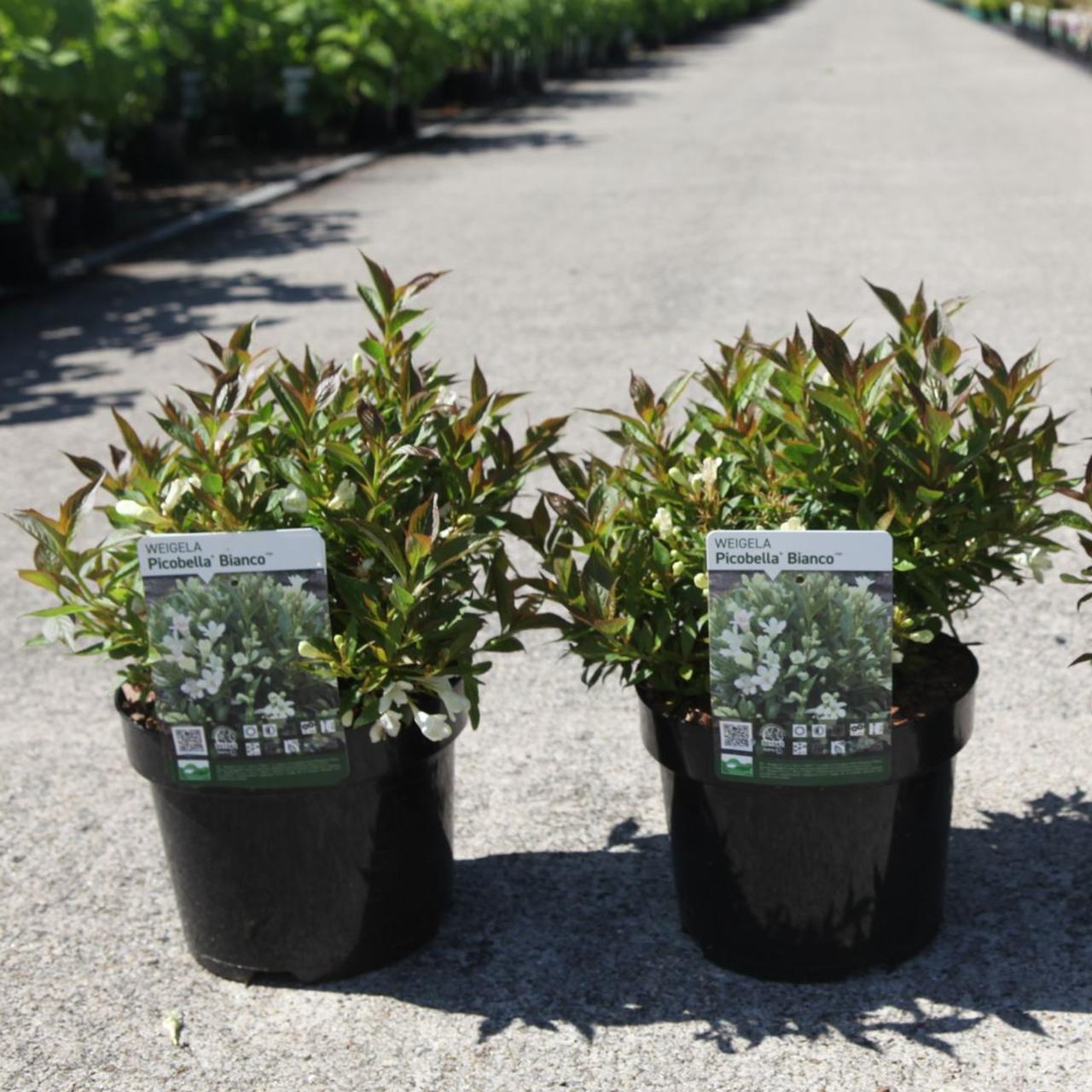 Weigela Picobella BIANCO plant